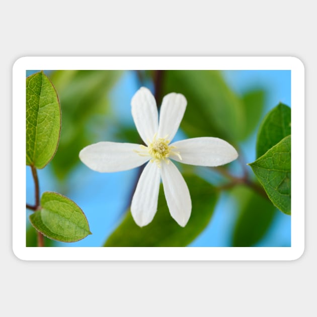 Clematis terniflora var. mandshurica	Manchurian clematis Sticker by chrisburrows